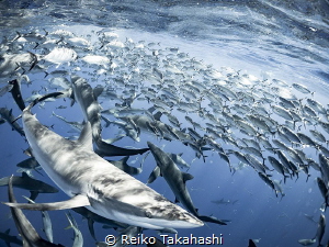 I joined in the Socorro diving cruise. One day, a lot of ... by Reiko Takahashi 